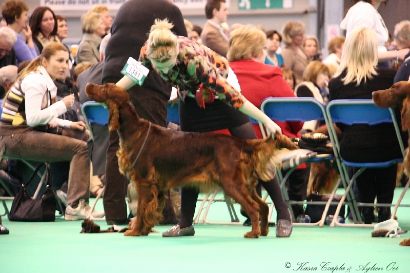 Crufts2011 889.jpg